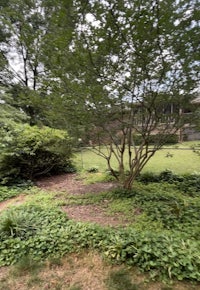 a small backyard with bushes and trees